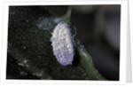 Kermes vermilio (kermes berry) - male cocoon by Anonymous
