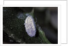 Kermes vermilio (kermes berry) - male cocoon by Anonymous