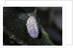 Kermes vermilio (kermes berry) - male cocoon by Anonymous