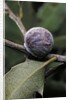 Kermes vermilio (kermes berry) - female by Anonymous