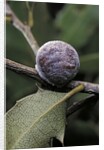 Kermes vermilio (kermes berry) - female by Anonymous