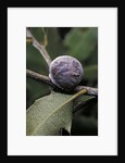 Kermes vermilio (kermes berry) - female by Anonymous