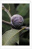 Kermes vermilio (kermes berry) - female by Anonymous