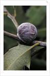 Kermes vermilio (kermes berry) - female by Anonymous