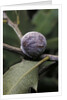 Kermes vermilio (kermes berry) - female by Anonymous