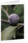 Kermes vermilio (kermes berry) - female by Anonymous