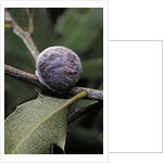 Kermes vermilio (kermes berry) - female by Anonymous