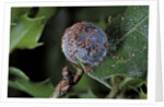 Kermes vermilio (kermes berry) - female with larvae by Anonymous