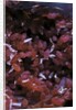 Kermes vermilio (kermes berry) - larvae into the female by Anonymous