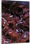 Kermes vermilio (kermes berry) - larvae into the female by Anonymous