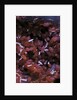Kermes vermilio (kermes berry) - larvae into the female by Anonymous