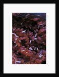 Kermes vermilio (kermes berry) - larvae into the female by Anonymous