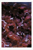 Kermes vermilio (kermes berry) - larvae into the female by Anonymous