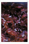 Kermes vermilio (kermes berry) - larvae into the female by Anonymous