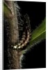 Lampyris noctiluca (common glow-worm) by Anonymous