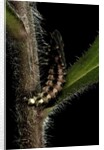 Lampyris noctiluca (common glow-worm) by Anonymous