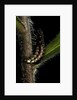 Lampyris noctiluca (common glow-worm) by Anonymous