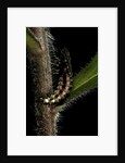Lampyris noctiluca (common glow-worm) by Anonymous
