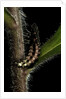 Lampyris noctiluca (common glow-worm) by Anonymous