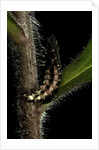 Lampyris noctiluca (common glow-worm) by Anonymous