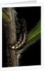 Lampyris noctiluca (common glow-worm) by Anonymous