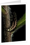 Lampyris noctiluca (common glow-worm) by Anonymous