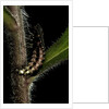 Lampyris noctiluca (common glow-worm) by Anonymous