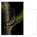 Lampyris noctiluca (common glow-worm) by Anonymous
