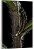 Lampyris noctiluca (common glow-worm) by Anonymous