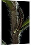 Lampyris noctiluca (common glow-worm) by Anonymous