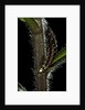 Lampyris noctiluca (common glow-worm) by Anonymous