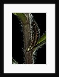 Lampyris noctiluca (common glow-worm) by Anonymous