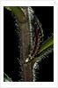 Lampyris noctiluca (common glow-worm) by Anonymous