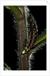 Lampyris noctiluca (common glow-worm) by Anonymous