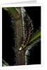Lampyris noctiluca (common glow-worm) by Anonymous