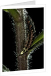 Lampyris noctiluca (common glow-worm) by Anonymous