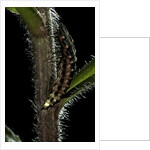 Lampyris noctiluca (common glow-worm) by Anonymous