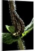 Lampyris noctiluca (common glow-worm) by Anonymous