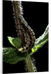 Lampyris noctiluca (common glow-worm) by Anonymous