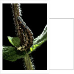 Lampyris noctiluca (common glow-worm) by Anonymous