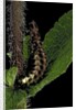 Lampyris noctiluca (common glow-worm) by Anonymous