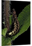 Lampyris noctiluca (common glow-worm) by Anonymous