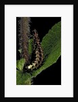 Lampyris noctiluca (common glow-worm) by Anonymous