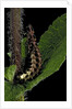 Lampyris noctiluca (common glow-worm) by Anonymous
