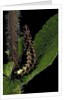 Lampyris noctiluca (common glow-worm) by Anonymous