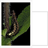 Lampyris noctiluca (common glow-worm) by Anonymous