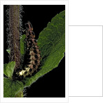 Lampyris noctiluca (common glow-worm) by Anonymous