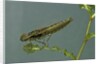 Dragonfly larva by Anonymous