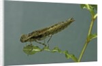 Dragonfly larva by Anonymous