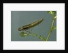 Dragonfly larva by Anonymous